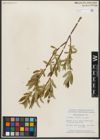 Foto von Salix serissima (L. H. Bailey) Fern.